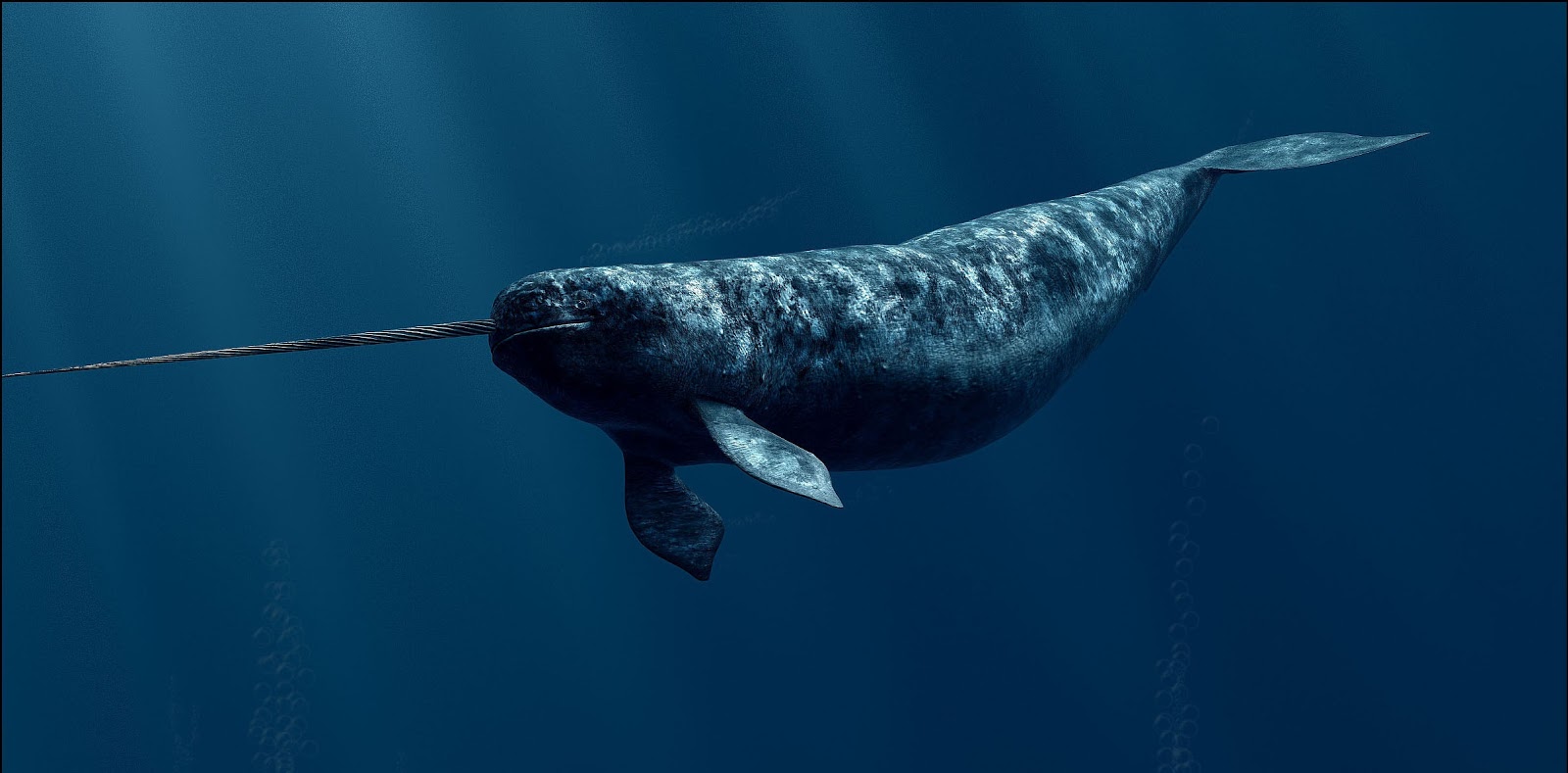Narwhal in sea